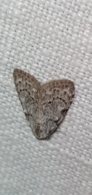 Nola confusalis  - Melchior Viallet