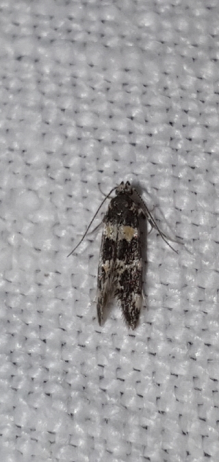 Denisia albimaculea  - Melchior Viallet