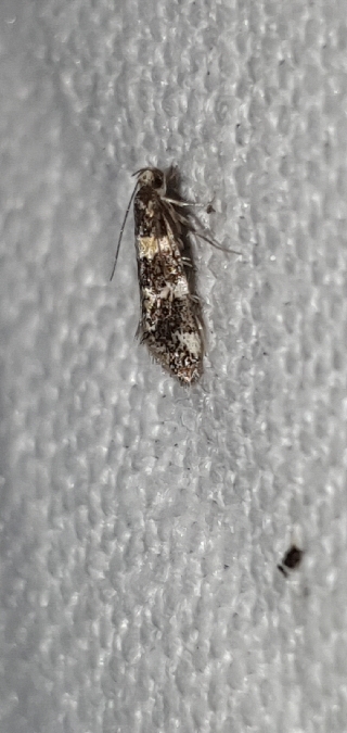 Denisia albimaculea  - Melchior Viallet