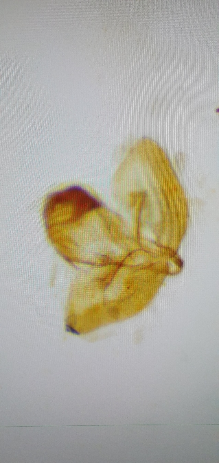 Denisia albimaculea  - Melchior Viallet