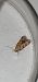 Pseudotelphusa paripunctella  - Melchior Viallet