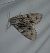 Acronicta cuspis  - Thomas Lux
