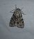 Acronicta cuspis  - Thomas Lux