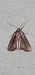 Epimecia ustula  - Melchior Viallet