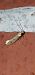 Tinea pellionella  - Melchior Viallet