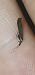 Coleophora deauratella  - Melchior Viallet