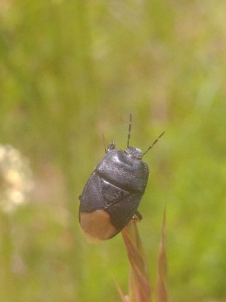 Cydnus aterrimus 