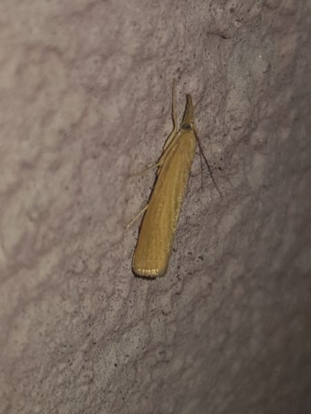 Pediasia luteella  - Thomas Lux
