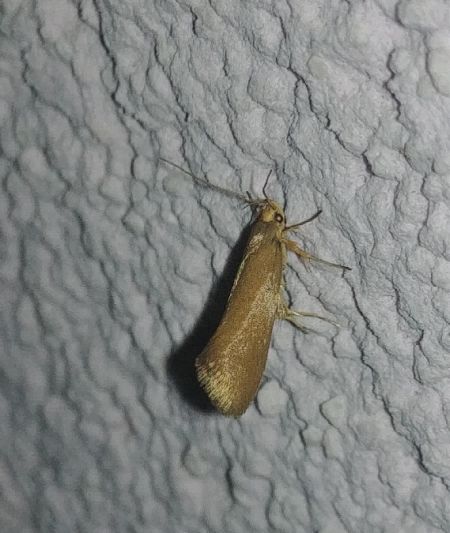 Crassa unitella 