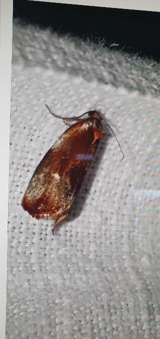 Eulia ministrana  - Melchior Viallet