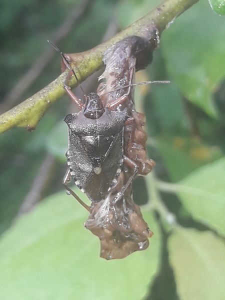 Pentatoma rufipes  - Sylvain Lethuillier