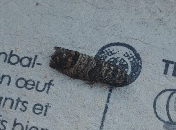 Cydia pomonella 