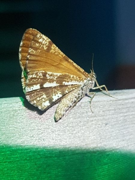 Bupalus piniaria  - Thomas Lux