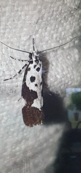 Ethmia quadrillella  - Melchior Viallet