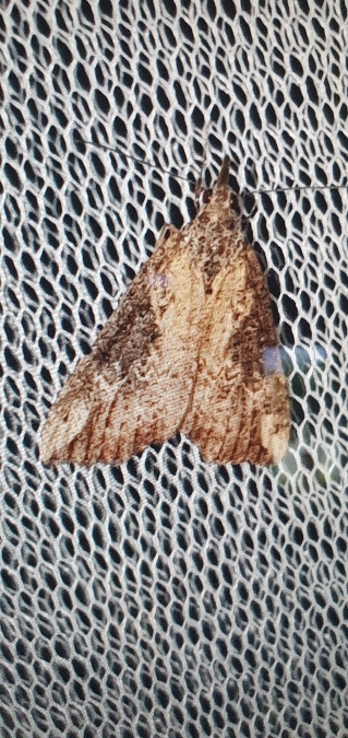 Hypena obesalis  - Melchior Viallet
