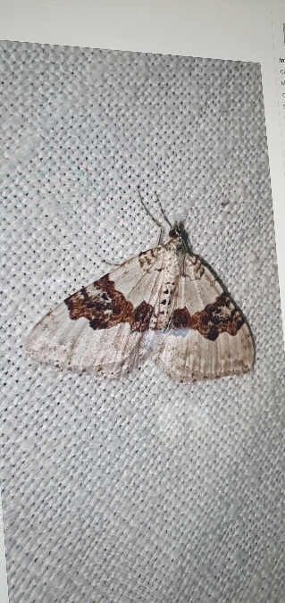 Xanthorhoe montanata  - Melchior Viallet