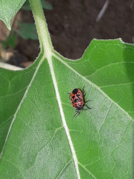 Eurydema ornata  - Sylvain Lethuillier