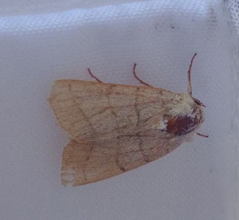 Charanyca trigrammica 