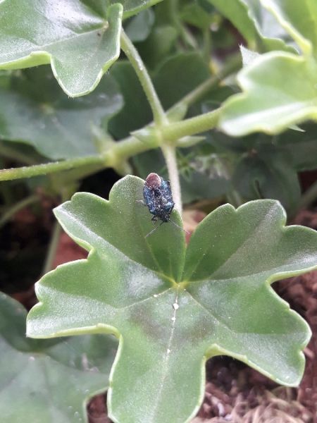 Zicrona caerulea  - Sylvain Lethuillier