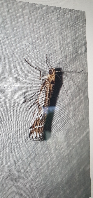 Pempeliella ornatella  - Melchior Viallet