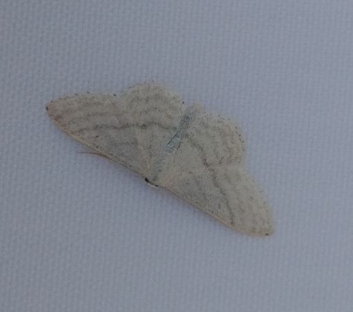 Idaea subsericeata 