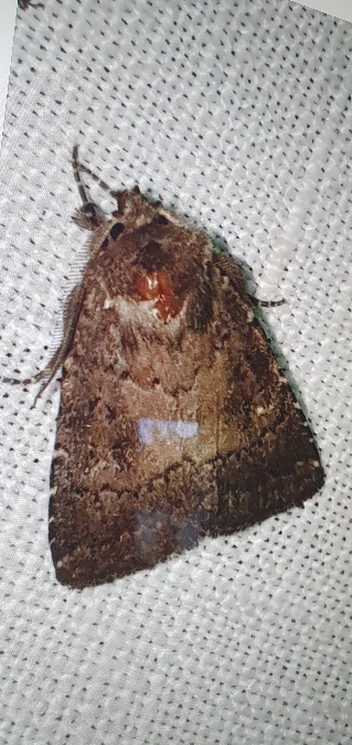 Rusina ferruginea  - Melchior Viallet