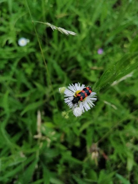 Trichodes alvearius  - Alain Fizesan