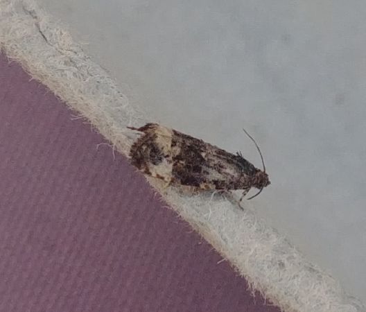 Endothenia sp. 