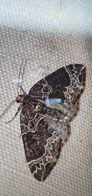 Ecliptopera silaceata  - Melchior Viallet