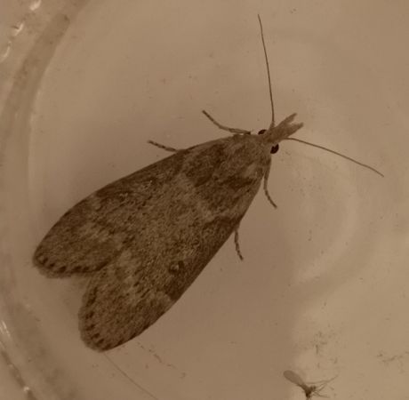Lamoria anella  - Françoise Rauzieres (TGB-SSNTG)