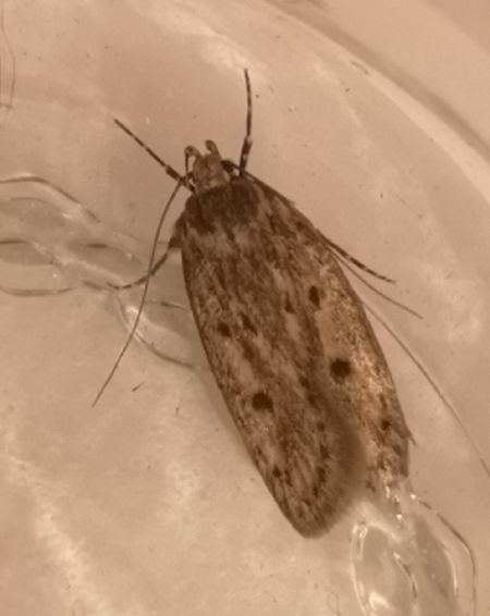 Hofmannophila pseudospretella  - Françoise Rauzieres (TGB-SSNTG)