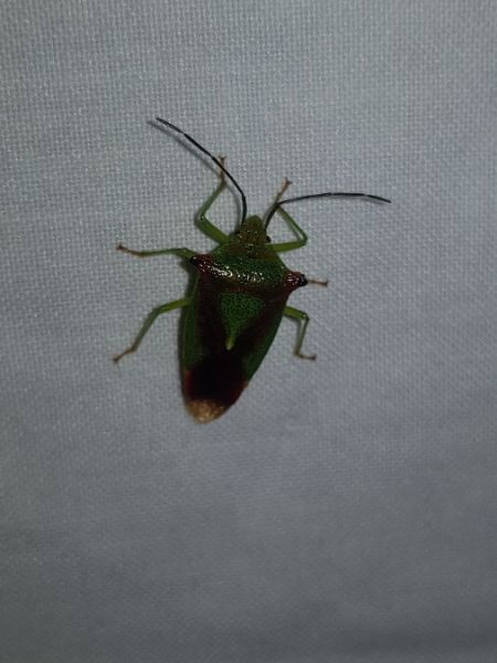 Acanthosoma haemorrhoidale  - Thomas Lux