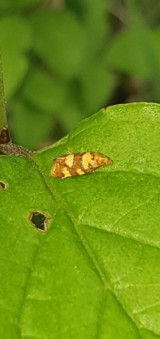 Aethes tesserana  - Melchior Viallet