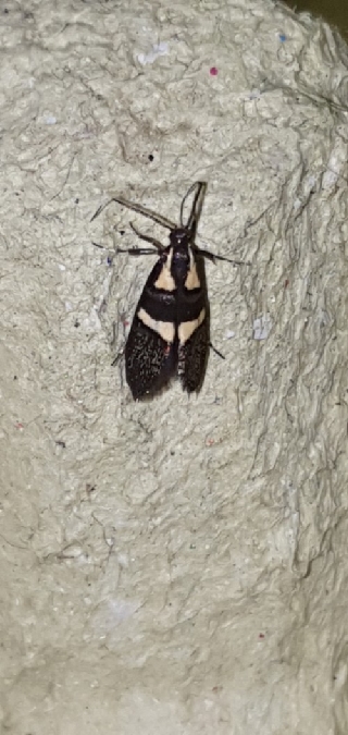 Dasycera oliviella  - Melchior Viallet