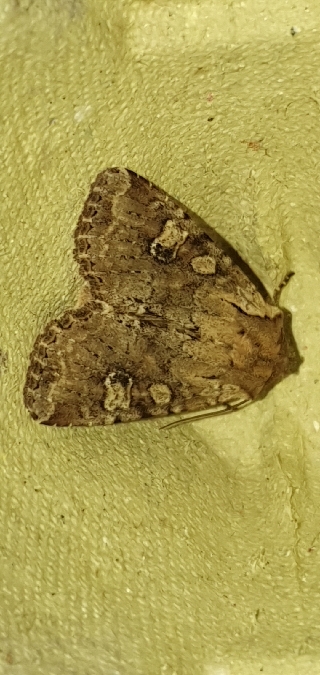 Apamea sordens  - Melchior Viallet