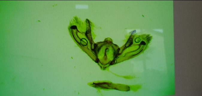 Aethalura punctulata  - Melchior Viallet