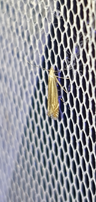 Isophrictis corsicella  - Melchior Viallet