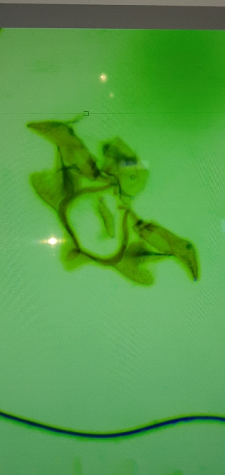 Isophrictis corsicella  - Melchior Viallet