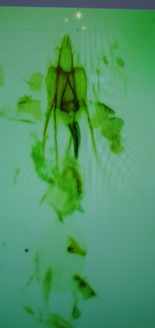 Coleophora alticolella  - Melchior Viallet