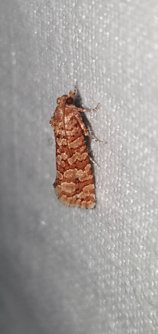 Lozotaeniodes formosana  - Melchior Viallet