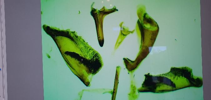 Chamaesphecia bibioniformis  - Melchior Viallet