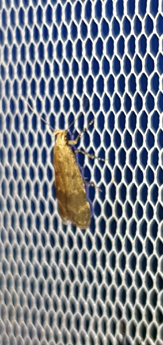 Pexicopia malvella  - Melchior Viallet