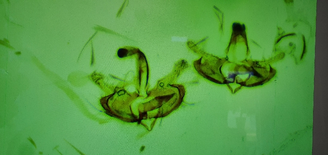 Coleophora paramayrella  - Melchior Viallet