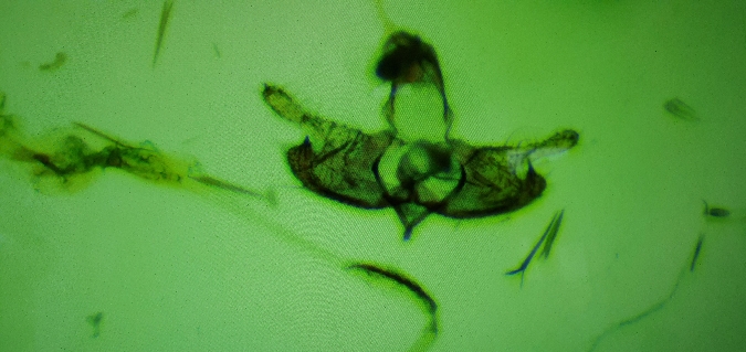 Coleophora paramayrella  - Melchior Viallet