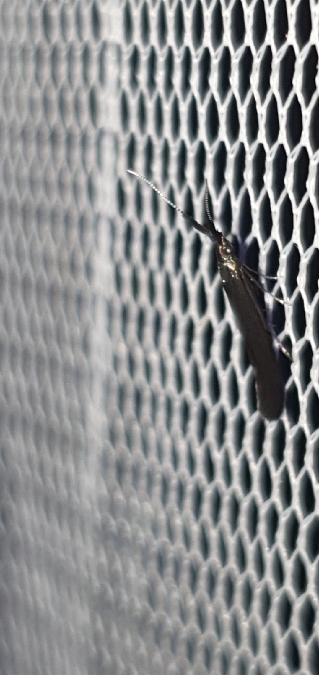 Coleophora paramayrella  - Melchior Viallet