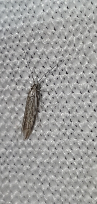 Coleophora dianthi  - Melchior Viallet