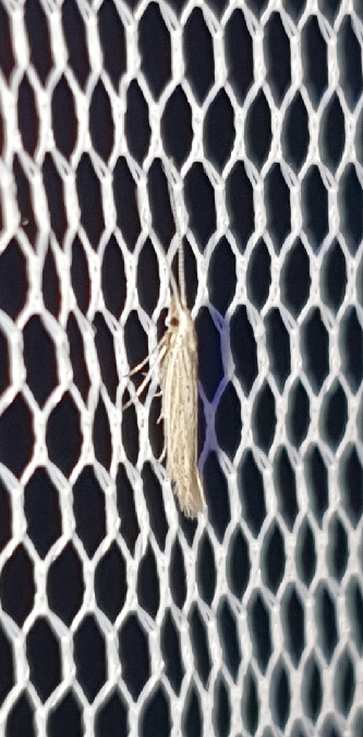 Coleophora dianthi  - Melchior Viallet