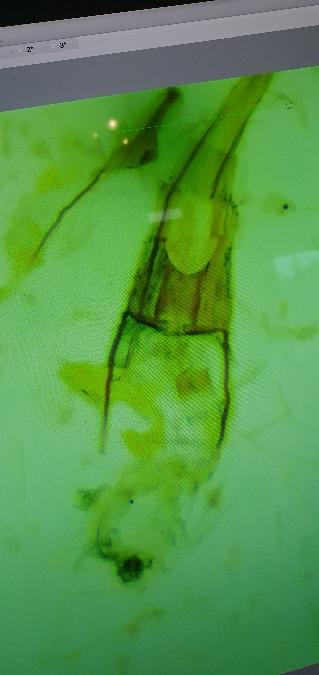 Coleophora dianthi  - Melchior Viallet