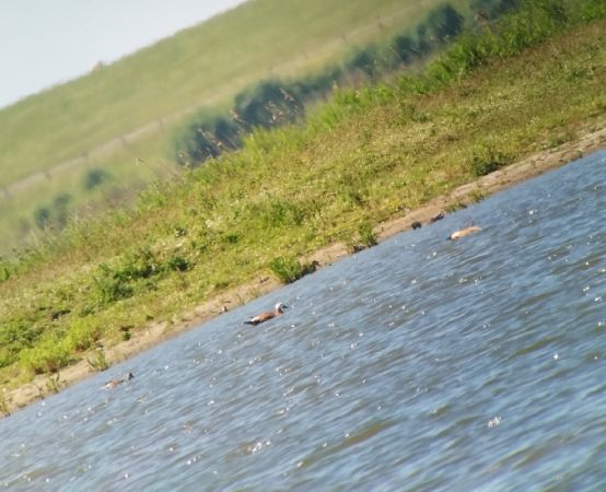 Rostgans  - Lucie Grewe