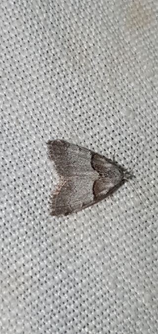 Nola cucullatella  - Melchior Viallet
